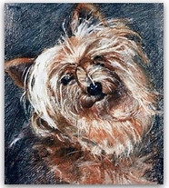 yorkie drawing.jpg