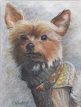 Drawing of yorkie