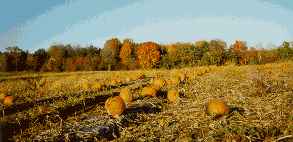 Pumpkin Patch