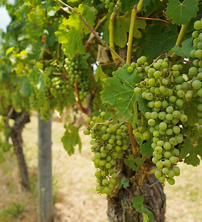 grapes - mr.jpeg