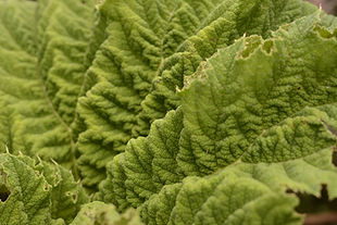_DSC9669.JPG