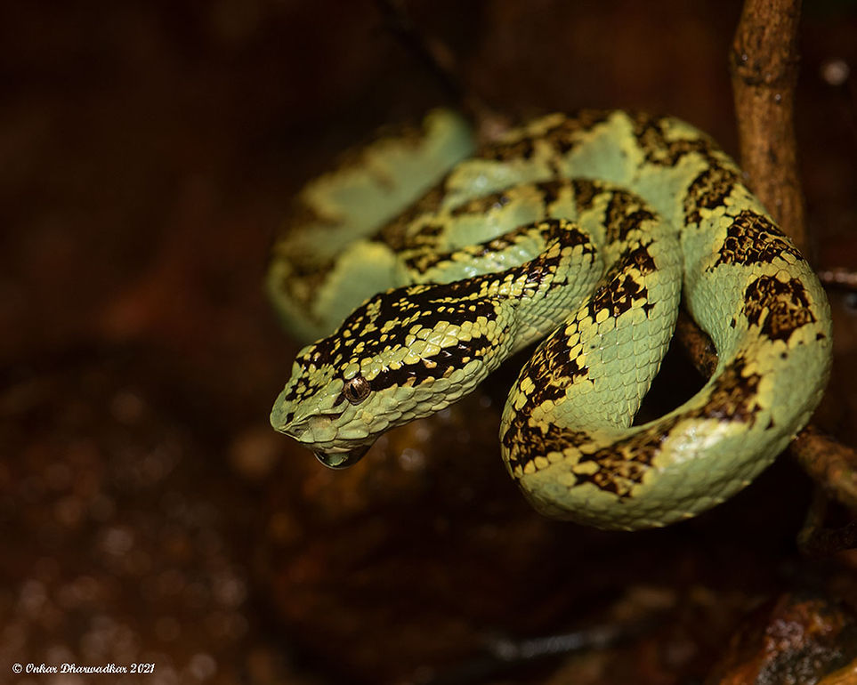 Malanar-it-Viper.jpg