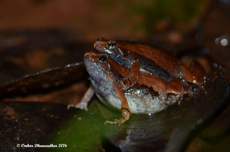 Ornate Narrow-mouthed Frog
