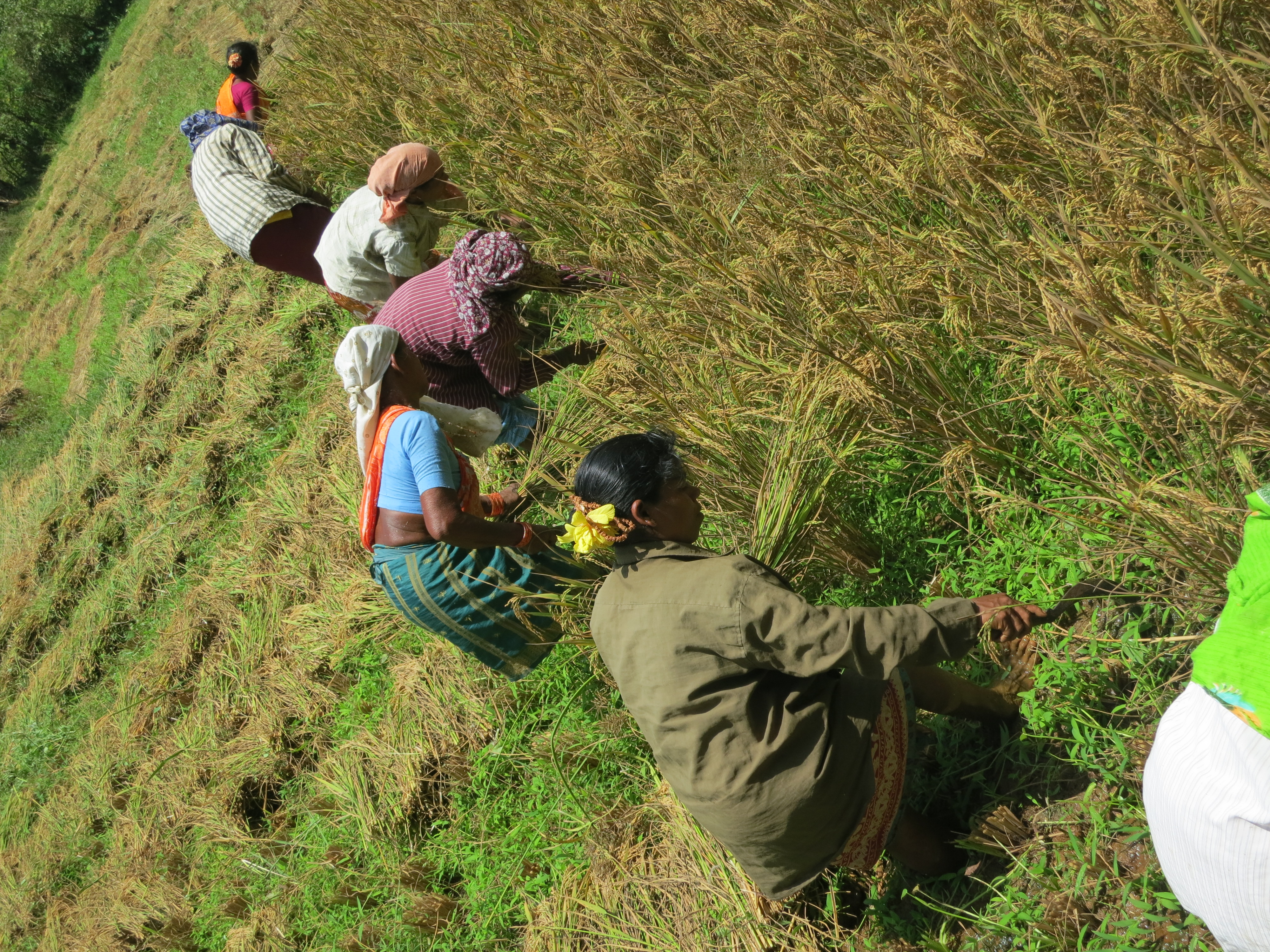 Agriculture