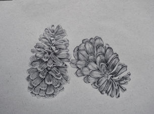 Carolina Cones