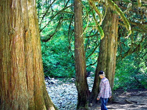 Explore the breathtaking beauty of British Columbia with 'Hiking Country Love Affair'. Discover the essence of Hiking Country Love Affair today!