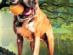 Pet photos last forever