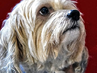 Discover the magic of Pets The Essence Of Creativity. Capture your pet's personality with our artistic photography. Pets The Essence Of Creativity awaits!