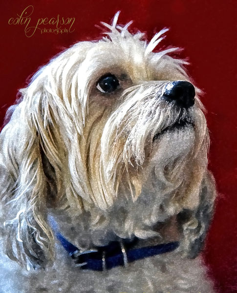 Photography has a unique ability to freeze moments in time. In the world of nature, two captivating subjects entice photographers: our beloved pets and the stunning wildlife that inhabits the great outdoors. This blog explores the thrilling domain of outdoor pet and wildlife photography, revealing how these experiences spark creativity and expose the hidden stories in the landscapes we explore.

Discovering the Beauty of Outdoor Pet Photography

Capturing pets outdoors offers a vibrant twist to photography. Picture your dog racing through a field or your cat lounging on a sunlit rock. The rich colors of nature enhance each shot, creating an atmosphere that's often lost indoors. 

Photographing pets outside establishes a deeper connection between the photographer and the subject. The fresh scent of flowers, the gentle rustling of leaves, and the warm sunlight filtering through trees all play a part in composing your images. Nature's unpredictability adds excitement; a pet's unexpected leap or playful roll can lead to delightful surprises in your photos.

For example, a photographer might capture a golden retriever with droplets of water flying from its fur after jumping into a lake. The joy in that moment is palpable, showcasing not just the dog’s exuberance but also the beauty of its natural surroundings.

The Art of Capturing Wildlife in Its Natural Habitat

Wildlife photography is an exhilarating journey that can transform an ordinary day into a memorable adventure. Whether you’re hiking through vibrant forests, exploring wetlands, or scaling rocky hillsides, wildlife photographers dive into nature’s playground.

Taking great wildlife photos demands not just a camera but also patience and understanding of animal behavior. Consider the thrill of photographing a deer gracefully bounding through golden-hued meadows or a hawk soaring high in the sky. Knowing the patterns of your subjects can make all the difference. For instance, if you observe that a family of foxes tends to emerge at dusk, setting up your shot at that time increases your chances of capturing them in action.

Tips for Successful Outdoor Photography Sessions

As you prepare for outdoor photography, whether with pets or wildlife, keep these strategies in mind to enhance your photos:

Choose the Golden Hour: The best lighting occurs early in the morning or late afternoon, known as the golden hour. It offers a soft glow that elevates color and mood, enhancing your images' overall appeal.

Utilize a Long Lens: A longer lens is essential for wildlife photography. It allows you to take striking images from a distance and minimizes disturbance to the animals being photographed.

Prioritize Eye Focus: Sharp focus on the eyes makes any photograph more engaging. Whether it's a playful kitten or a regal eagle, clear, captivating eyes draw viewers into the story behind the image. 

Exercise Patience: Both pets and wildlife are unpredictable. By observing their behaviors quietly, you can anticipate spontaneous moments. Some of the most powerful photographs are those that capture the subject in its natural action.

Keep Safety in Mind: While seeking stunning shots, prioritize safety for both yourself and the animals. Follow ethical guidelines, maintain a respectful distance, and ensure wildlife isn’t disturbed.

The Joy of Storytelling Through Images

Every photograph narrates a tale, especially in outdoor pet and wildlife photography. A single image can evoke emotions, transporting viewers to a moment filled with life.

For instance, consider a photograph of a dog mid-leap, catching a frisbee against a backdrop of blooming flowers. The thrill and joy are infectious. Conversely, a serene picture of a lone wolf among the silent woods speaks volumes about nature's solitude and strength. Each photo serves as a testament to the joys, struggles, and intricate lives of the creatures we admire.

Engaging with Nature: A Personal Connection

Immersing yourself in outdoor pet and wildlife photography fosters a connection with nature. These experiences often lead to moments of self-reflection and rejuvenation. The calm of a wooded trail or the playful antics of a pet can provide a much-needed escape from everyday stresses.

By engaging with the environment—whether through capturing the essence of wildlife or enjoying endless play with a pet—you’ll grow to appreciate the beauty found just beyond your doorstep. This mindful engagement can enrich your daily life and inspire your creativity.

Contributing to Wildlife Conservation Through Photography

Outdoor wildlife photography does more than capture stunning images; it champions wildlife conservation efforts. Beautiful photos of endangered species can resonate deeply, encouraging viewers to care about these animals and their habitats.

Consider photographers who use stunning visuals to showcase the delicate beauty of sea turtles or the majestic power of elephants. These images can inspire action, prompting audiences to support wildlife organizations or participate in conservation initiatives. When people feel a connection through powerful imagery, they are more likely to take steps toward protecting the natural world.

The Journey Ahead

Outdoor pet and wildlife photography invites you to embark on an incredible journey filled with discovery and adventure. Whether you’re an enthusiastic amateur capturing joyful moments with your pet or a seasoned professional striving to portray wildlife in its element, the world is bursting with stories waiting to be told.

By appreciating nature's splendor, mastering outdoor photography techniques, and embracing the significance of storytelling, you can elevate your photography experiences. Grab your camera, step into the great outdoors, and embrace the adventure of uncovering hidden stories woven into our beautiful landscapes. Your journey in outdoor pet and wildlife photography is just beginning