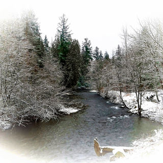 Immerse yourself in the stillness of winter forest river snow captured through the lens of a skilled photographer. Explore nature's beauty frozen in time.