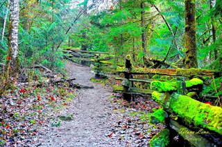 pathway hiking trails