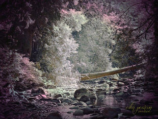 Explore the enchanting world of Fantasy Photography, capturing nature's magic in British Columbia. Discover how Fantasy Photography transforms moments into art.