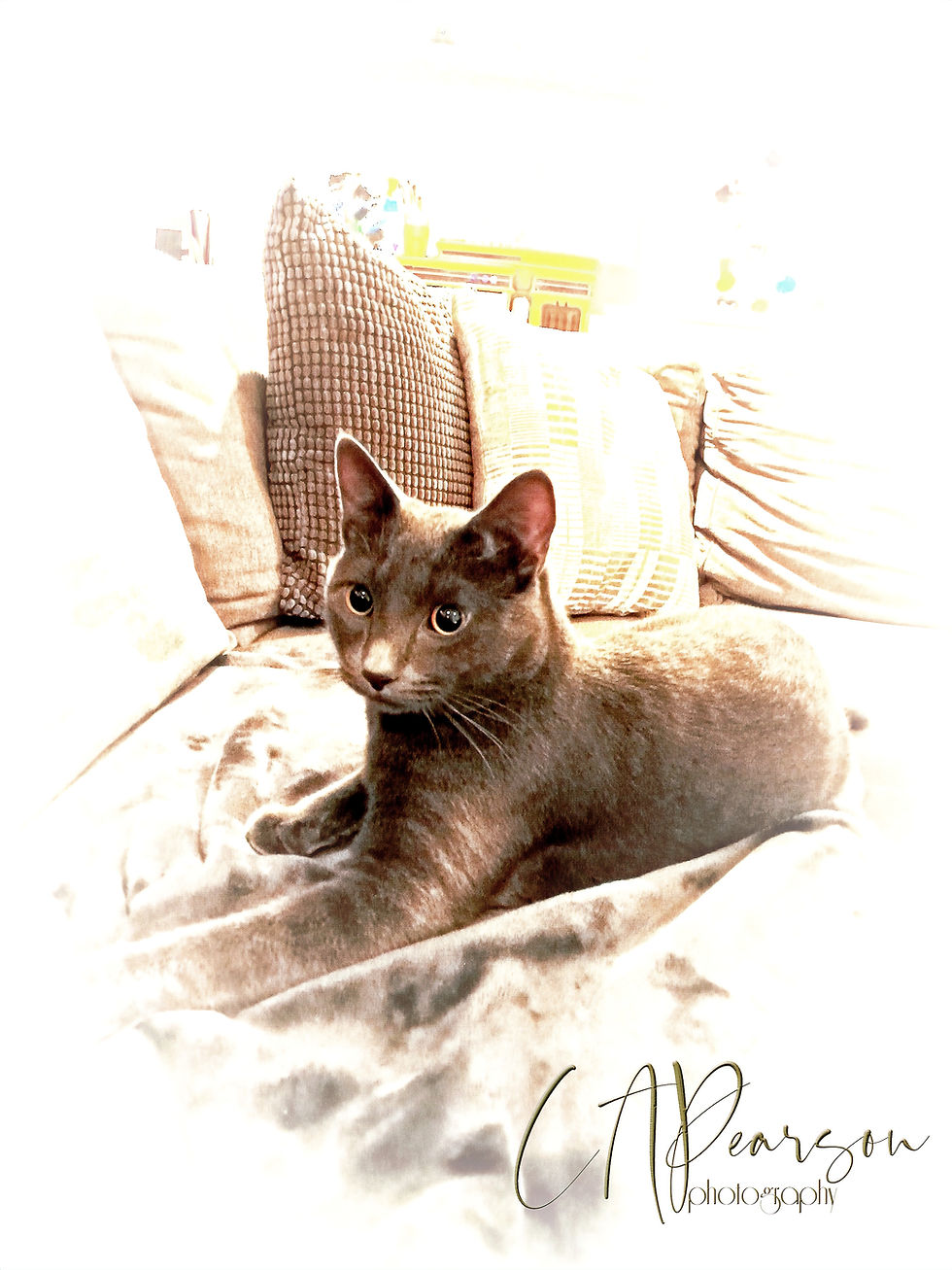 Being an active member of the blog forum opens the door to valuable connections within the photography community. Networking can lead to exciting projects, guest blogging opportunities, or even collaborations that enhance your reach.