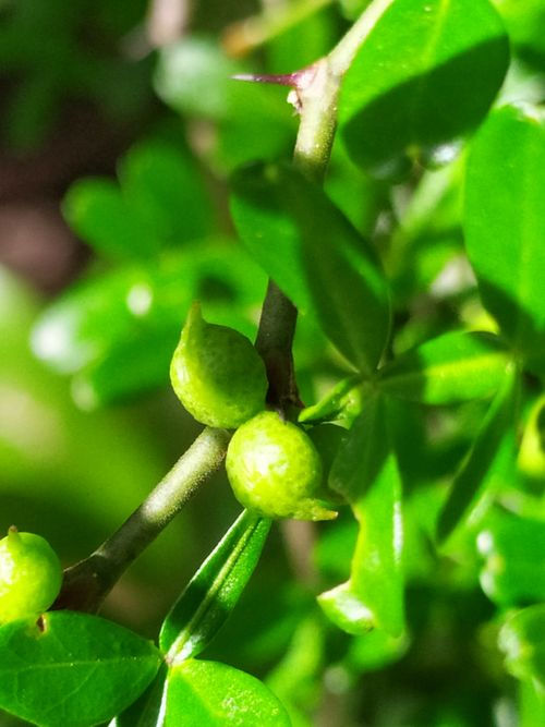 Zanthoxylum tragodes (Anderson's Fingrigs)