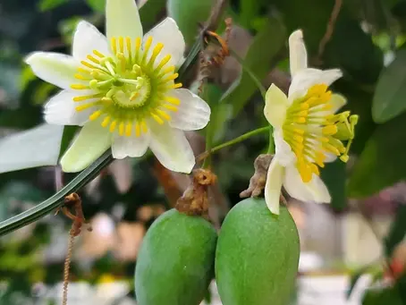 Passifloras/passionflowers