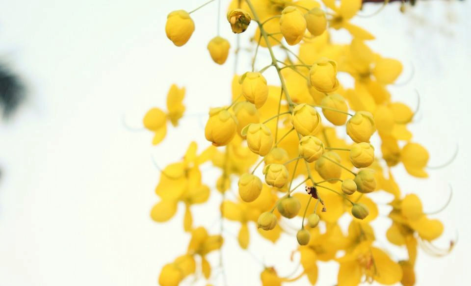 Guayacan / Foto Conce Tosca