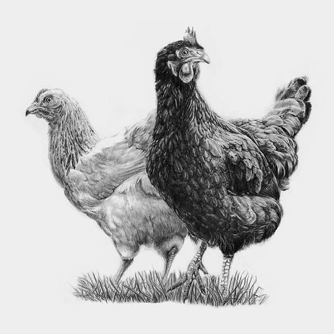 mca-rp-chicken.jpg