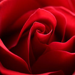 Velvet Folds