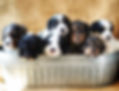 Parmadoodle header.jpeg