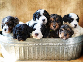 Parmadoodle header.jpeg