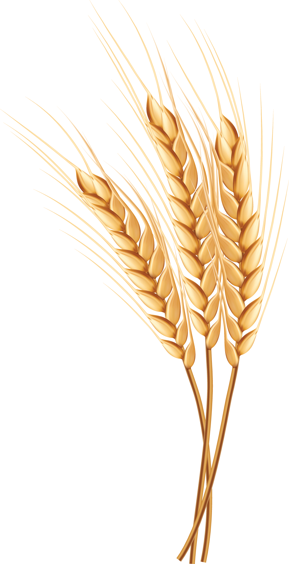 wheat.gif