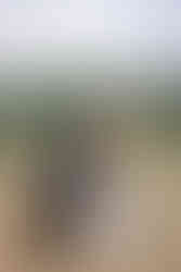 Newly married couple standing with their dogs in an open field, a heartfelt portrait captured when hiring a wedding videographer in Calgary