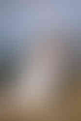 Eloping in Banff romantic lift with flowing veil in a golden meadow, mountains towering in the distance.