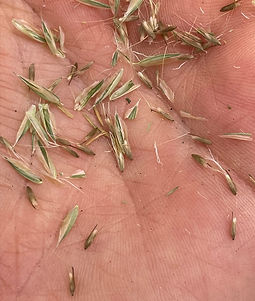 sweet vernal seed in palm.jpg