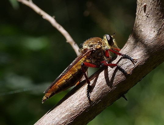 Nillumbio-walk_February 2024 robberfly.jpg