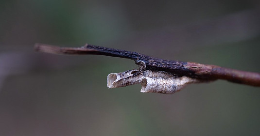 VS351_type-of-tube-spittlebug_nymphs-house.jpg
