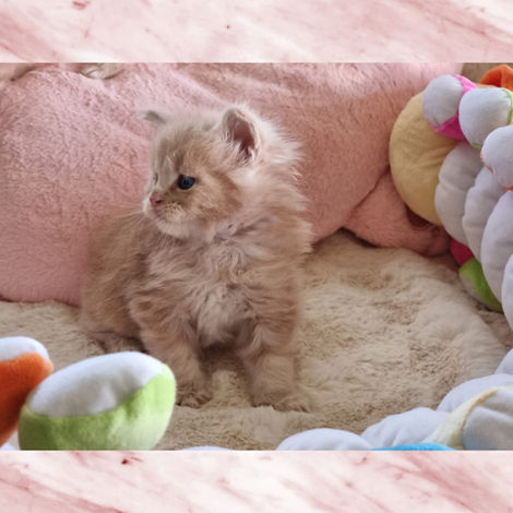 WhatsApp Image 2023-04-12 at 17.23.33 (1).jpeg