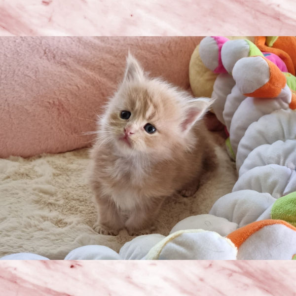 WhatsApp Image 2023-04-12 at 17.18.56.jpeg