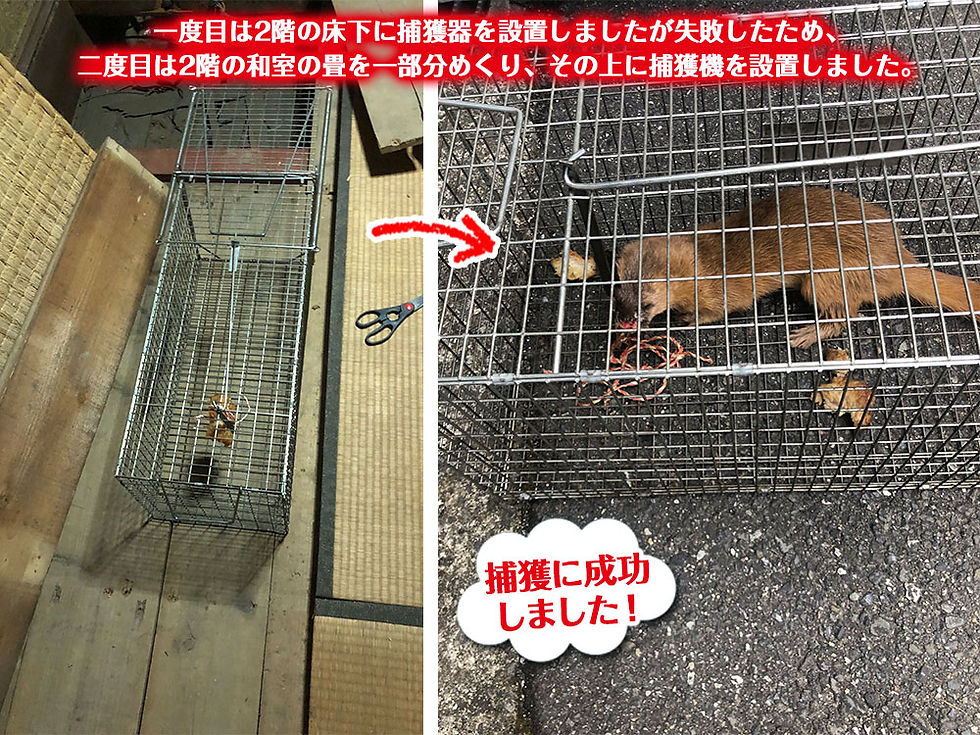 株式会社便利屋和歌山　和歌山市　害獣駆除　捕獲器設置
