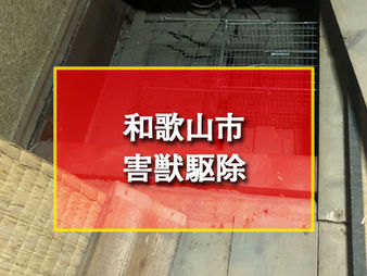 和歌山市 害獣駆除 侵入口の閉鎖 糞の清掃消毒