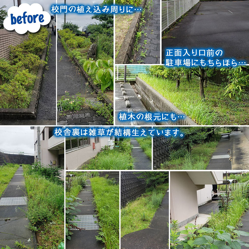 便利屋和歌山 和歌山看護専門学校さま 草刈り作業前