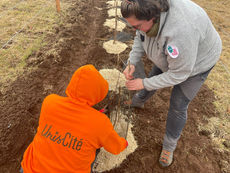 Une haie de 170 arbres plantée à Montlosier