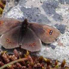 Chastreix-Sancy, 93 espèces de papillons de jour