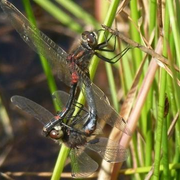 Le Parc veille sur ses libellules et demoiselles rares