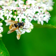 Les Syrphes, des bio-indicateurs précieux