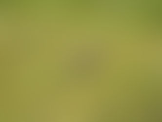 Protection de courlis cendrés sur la Planèze de Saint-Flour