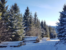 Le Parc des volcans d’Auvergne s’engage pour la gestion durable des forêts