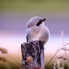 Pie grièche © M-Sacré SMPNRVA