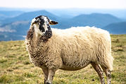BREBIS-RAVA_IMG_7549 ©Adeline Photographie 63 (Petit) (1).jpg