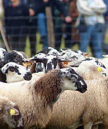 Troupeau de Ravas © Frédéric Pigot