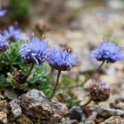La Jasione crépue d’Auvergne étudiée dans le Sancy