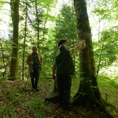 Avec le Parc et l'ONF, Saint-Genès-Champanelle préserve sa biodiversité forestière
