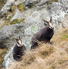 Natura%202000%20Mont-Dore%20photos%20Fan