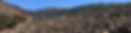 bg coyote.jpg