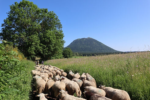 Les 80 brebis parties de Montlosier pour rejoindre le Puy de Chaumont © SMPNRVA