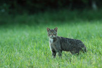 Chat sauvage © Antony Porte